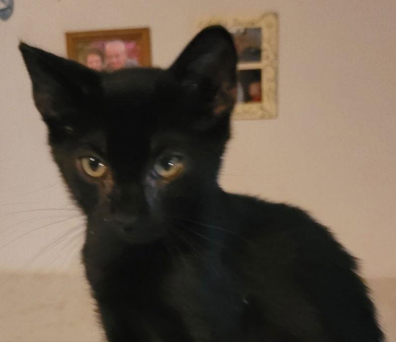 Pershing, Adoptable, Kitten Male Domestic Short Hair.