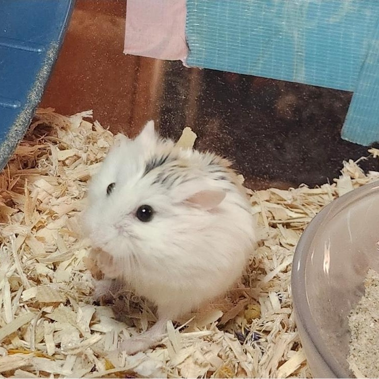 Enlarge Old Man Jenkins, a ADOPTABLE Hamster in West Chester, OH image 3/4