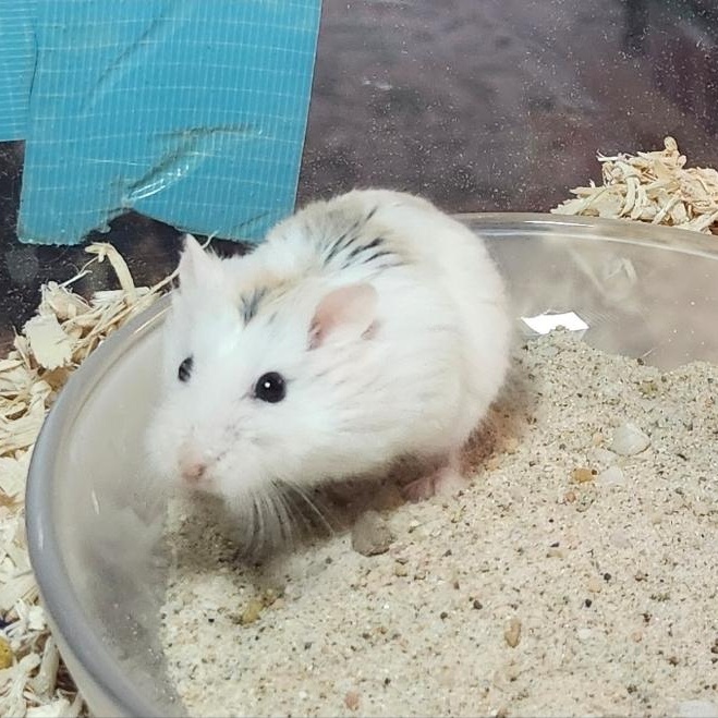 Old Man Jenkins, ADOPTABLE, Senior Male Hamster.