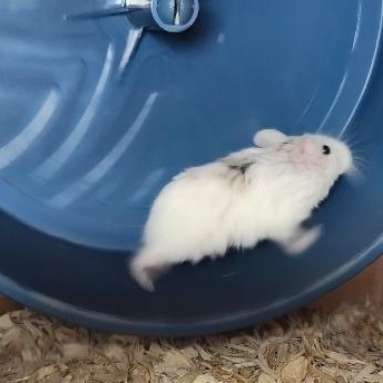 Enlarge Old Man Jenkins, a ADOPTABLE Hamster in West Chester, OH image 4/4