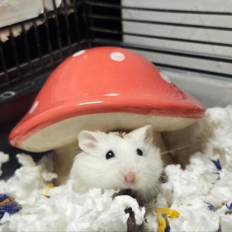 Enlarge Old Man Jenkins, a ADOPTABLE Hamster in West Chester, OH image 2/4