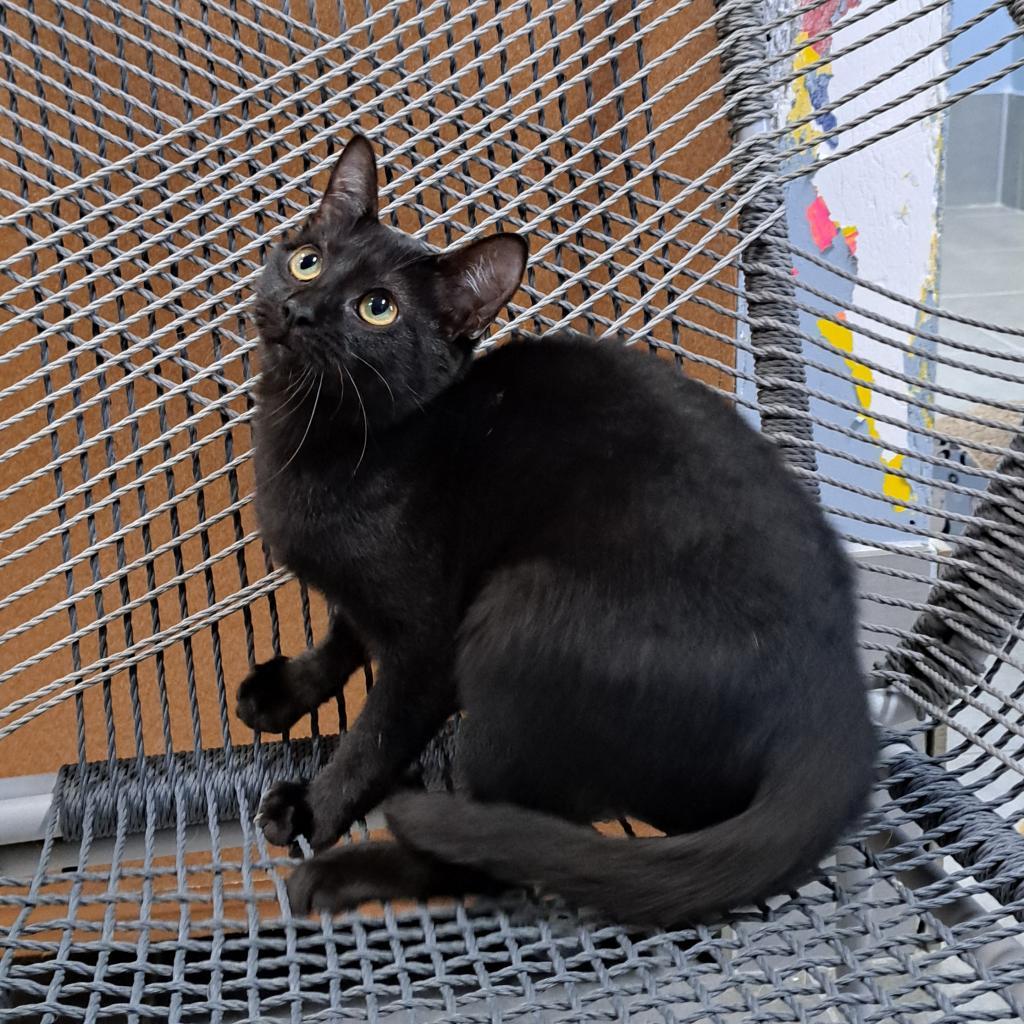 Bullet, Adoptable, Adult Female Domestic Short Hair.