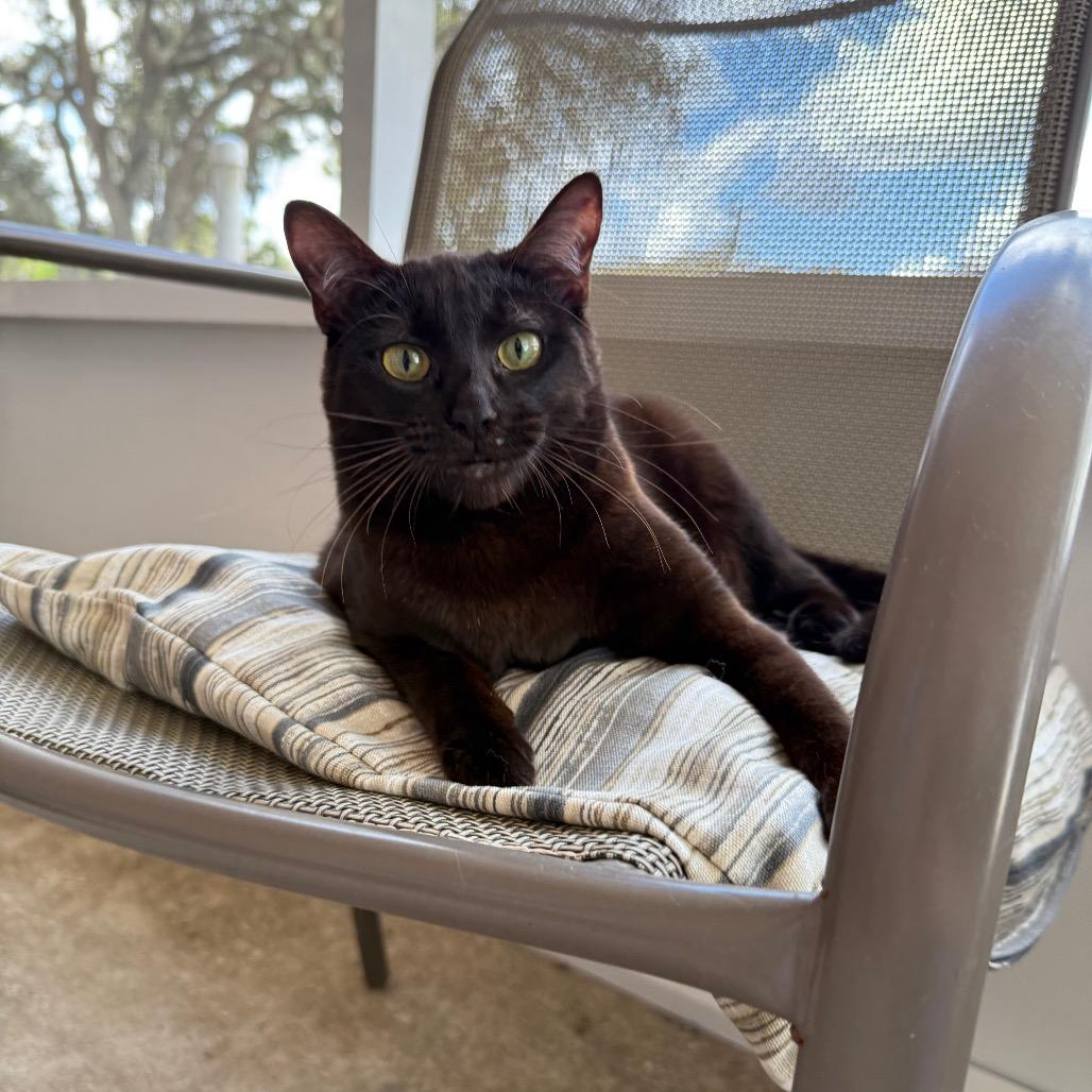 Enlarge Bullet, a Adoptable Domestic Short Hair in Titusville, FL image 2/6