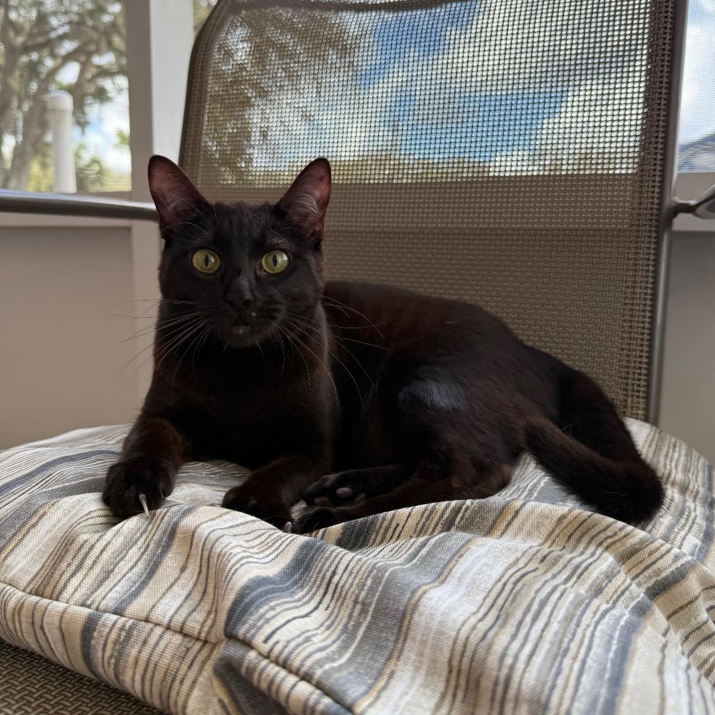 Enlarge Bullet, a Adoptable Domestic Short Hair in Titusville, FL image 3/6