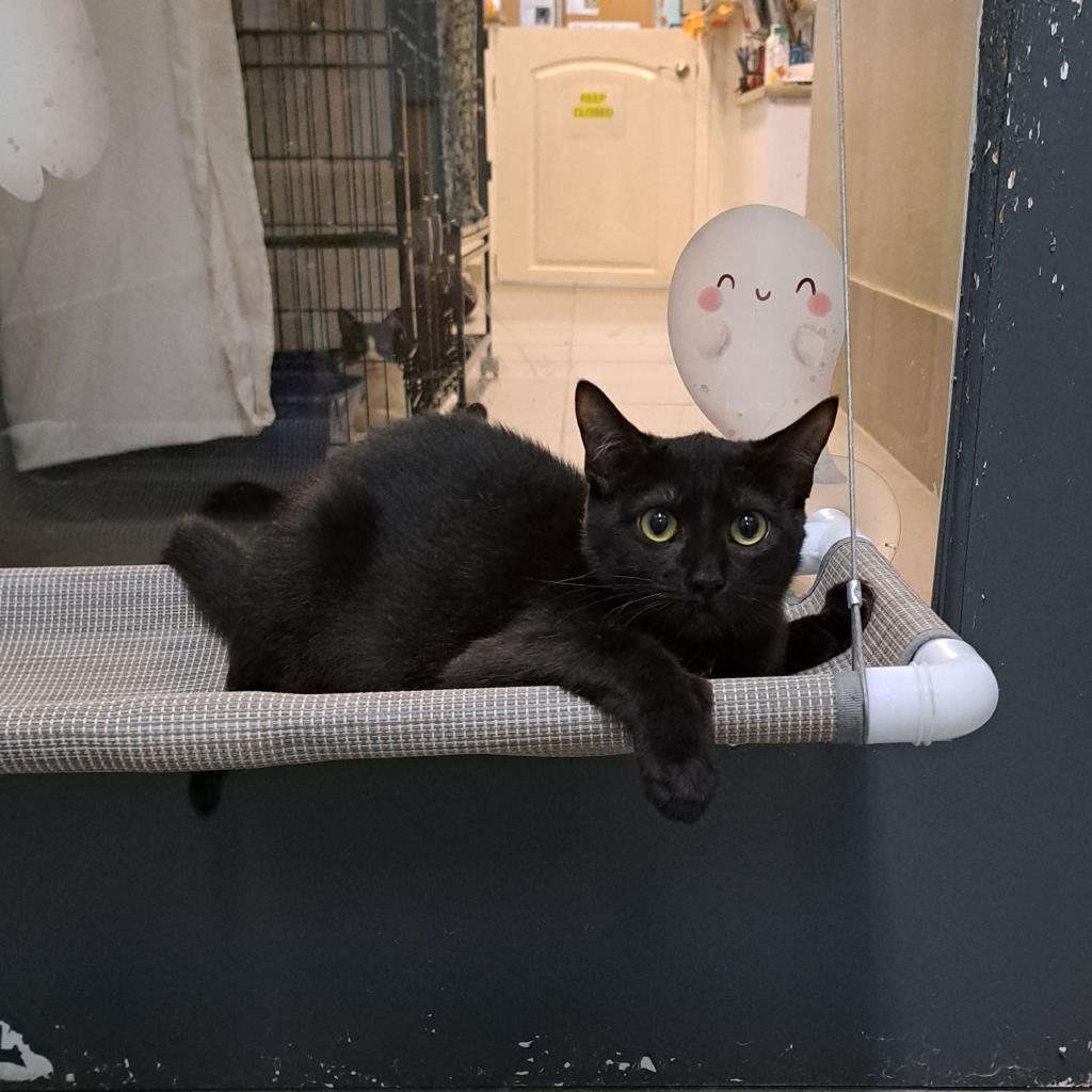 Enlarge Bullet, a Adoptable Domestic Short Hair in Titusville, FL image 4/6