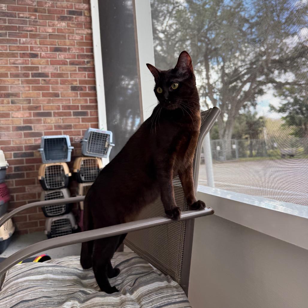 Enlarge Bullet, a Adoptable Domestic Short Hair in Titusville, FL image 5/6