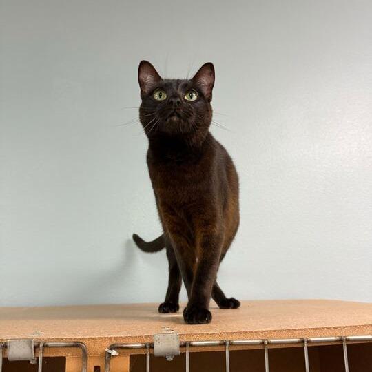 Enlarge Bullet, a Adoptable Domestic Short Hair in Titusville, FL image 6/6