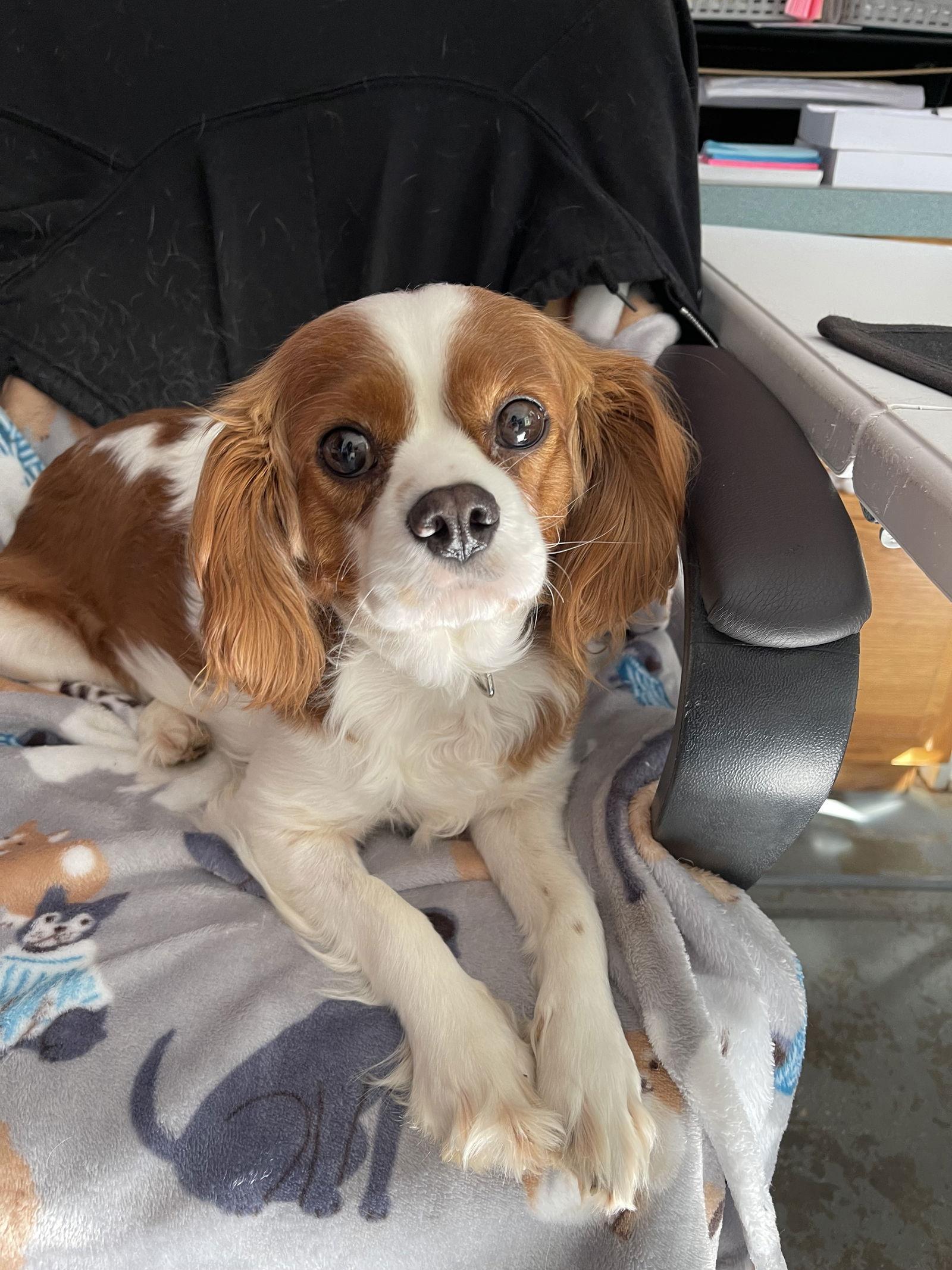 Taylor, a Adopted Cavalier King Charles Spaniel in Lewistown, PA image 1/3