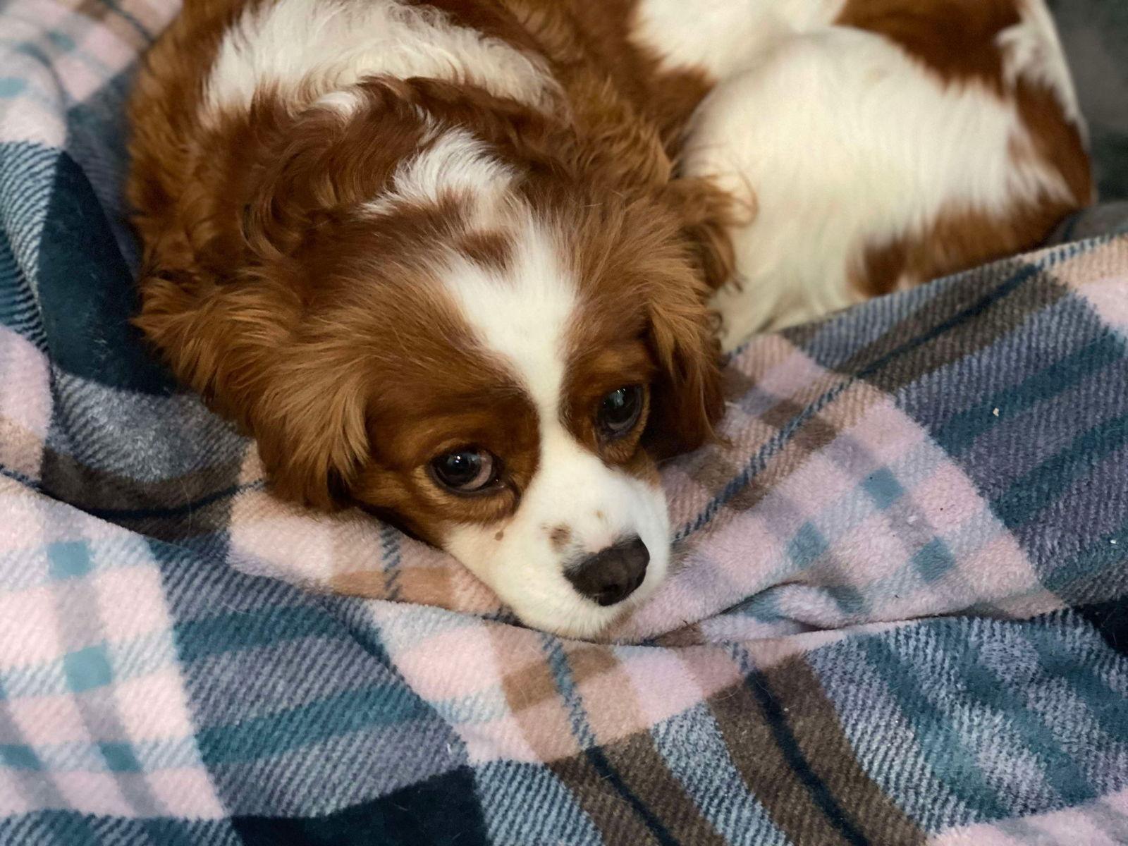 Taylor, a Adopted Cavalier King Charles Spaniel in Lewistown, PA image 2/3