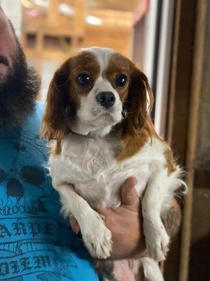 Taylor, a Adopted Cavalier King Charles Spaniel in Lewistown, PA image 3/3