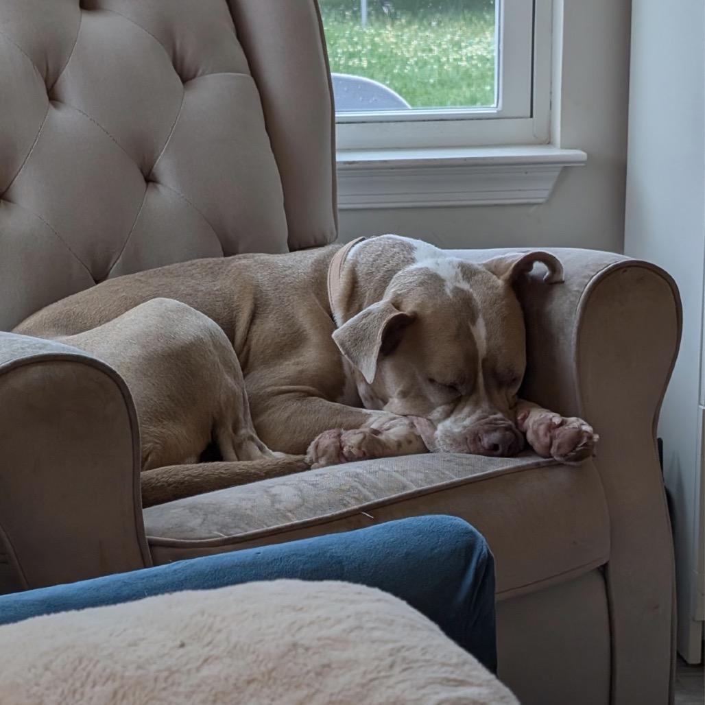 Enlarge Haven, a Adoptable Mixed Breed in Springboro, OH image 1/6