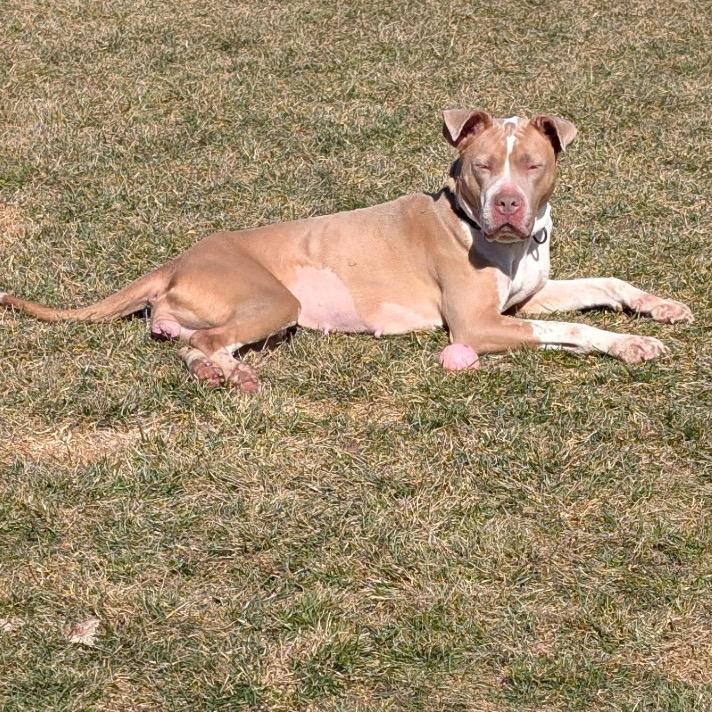 Enlarge Haven, a Adoptable Mixed Breed in Springboro, OH image 2/6