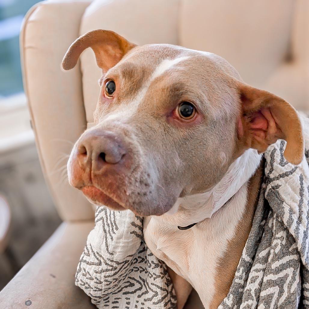 Enlarge Haven, a Adoptable Mixed Breed in Springboro, OH image 3/6