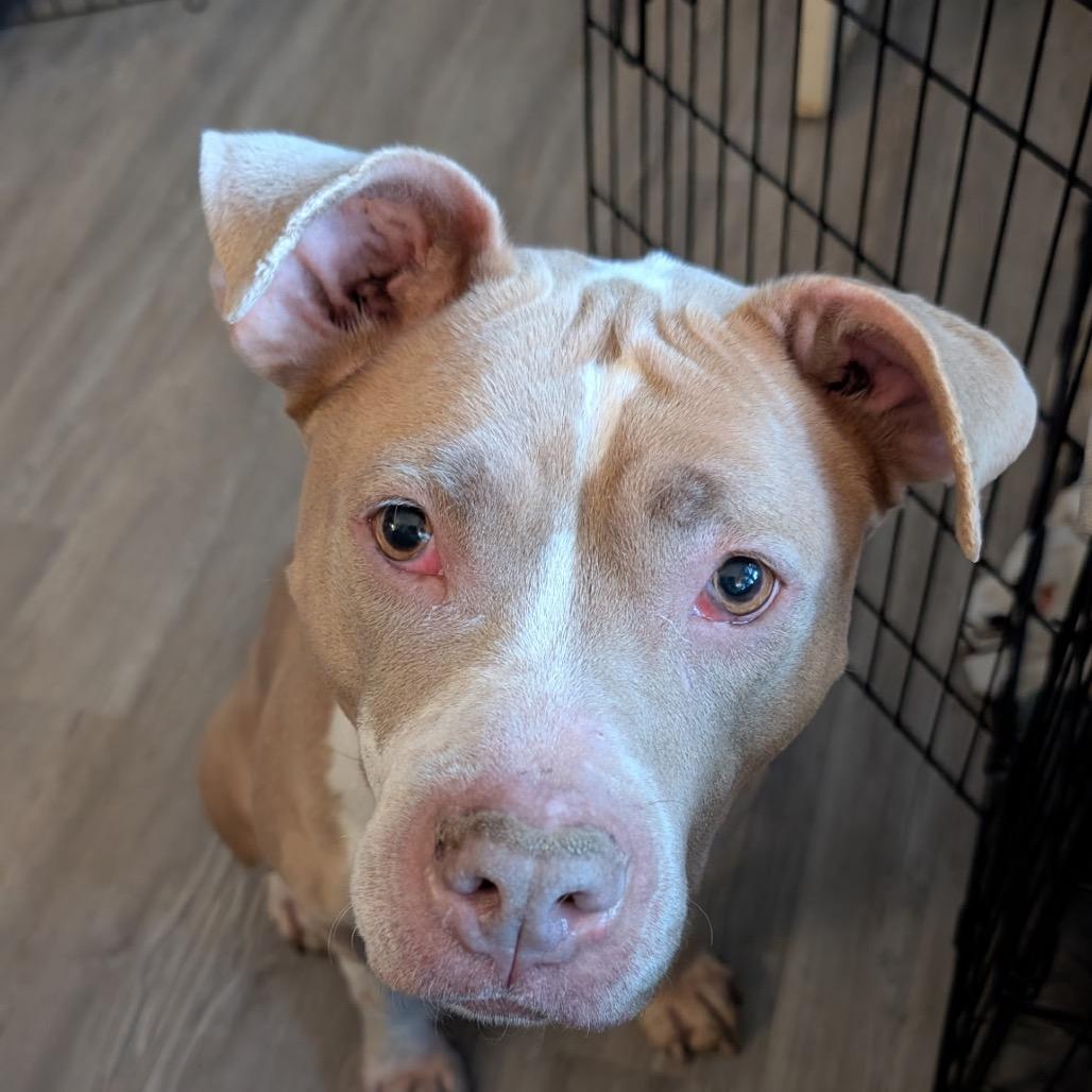 Enlarge Haven, a Adoptable Mixed Breed in Springboro, OH image 4/6