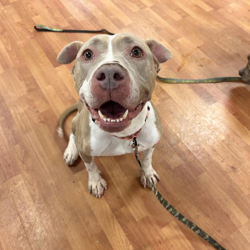 Enlarge Haven, a Adoptable Mixed Breed in Springboro, OH image 6/6