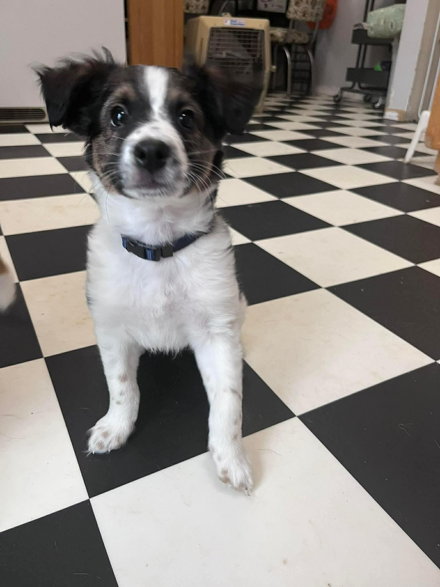 Enlarge Gerry, a ADOPTABLE mixed breed in Winnipeg, MB image 2/6