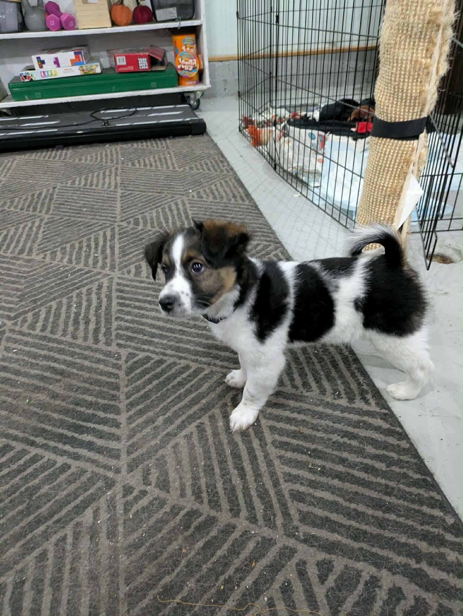 Enlarge Gerry, a ADOPTABLE mixed breed in Winnipeg, MB image 4/6