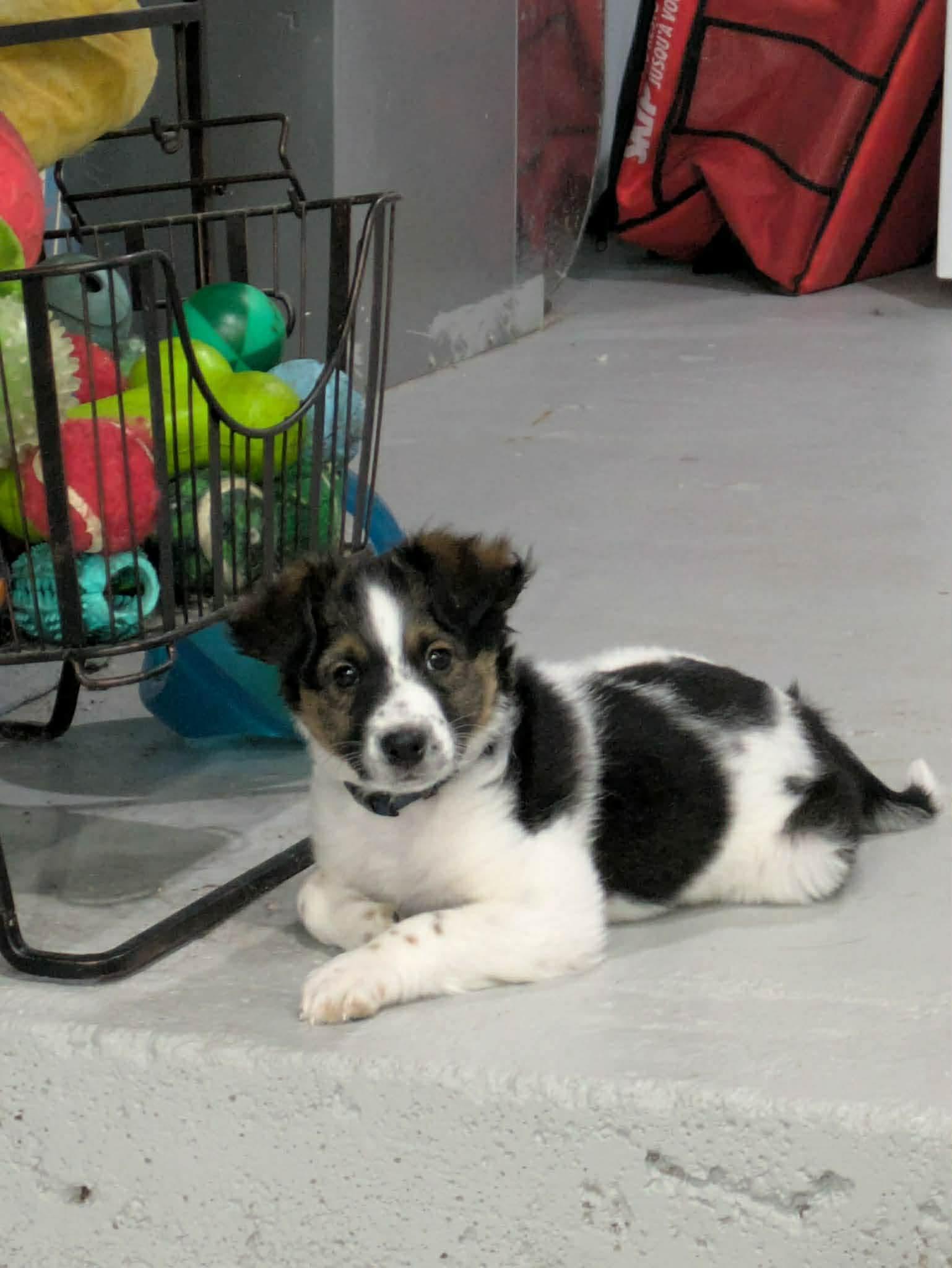 Enlarge Gerry, a ADOPTABLE mixed breed in Winnipeg, MB image 3/6