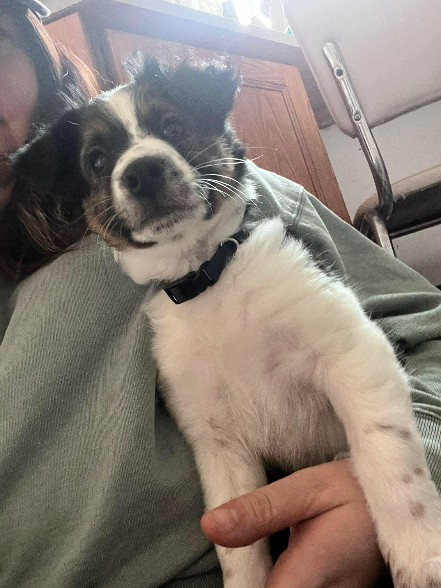 Enlarge Gerry, a ADOPTABLE mixed breed in Winnipeg, MB image 5/6