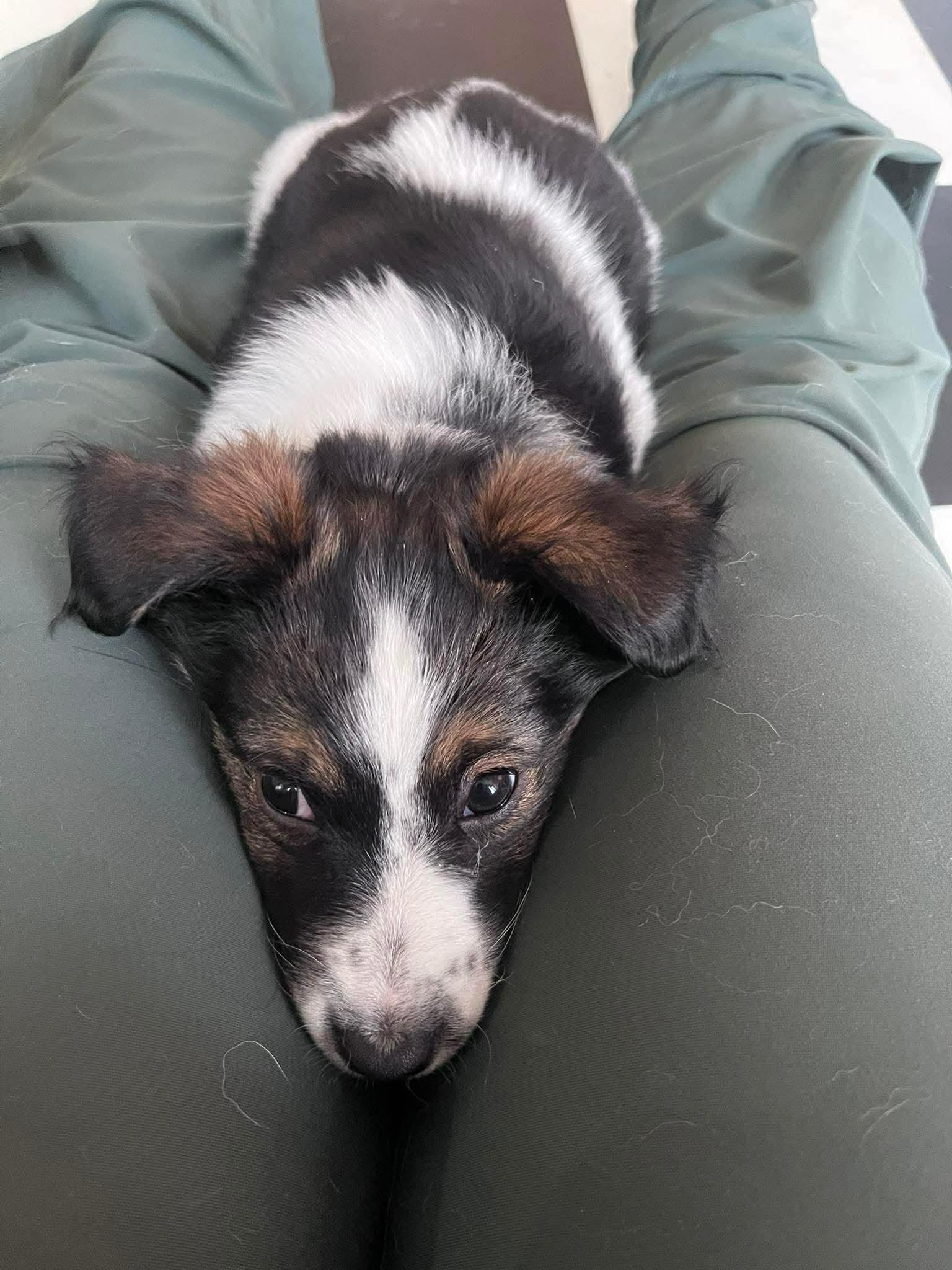 Enlarge Gerry, a ADOPTABLE mixed breed in Winnipeg, MB image 6/6