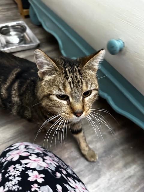 Enlarge Taco Gato/Cat, a Adoptable mixed breed in Sunnyvale, CA image 1/6
