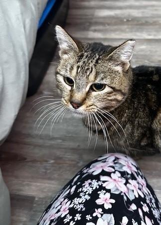 Enlarge Taco Gato/Cat, a Adoptable mixed breed in Sunnyvale, CA image 2/6