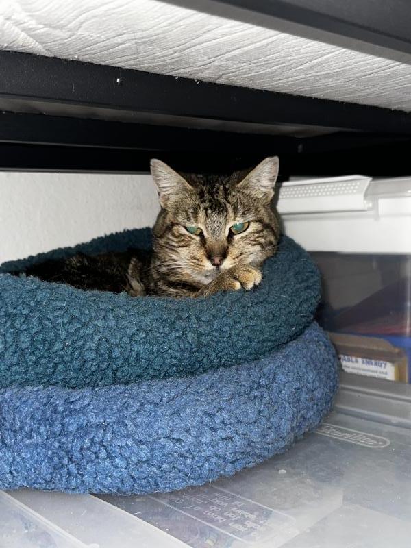 Enlarge Taco Gato/Cat, a Adoptable mixed breed in Sunnyvale, CA image 4/6