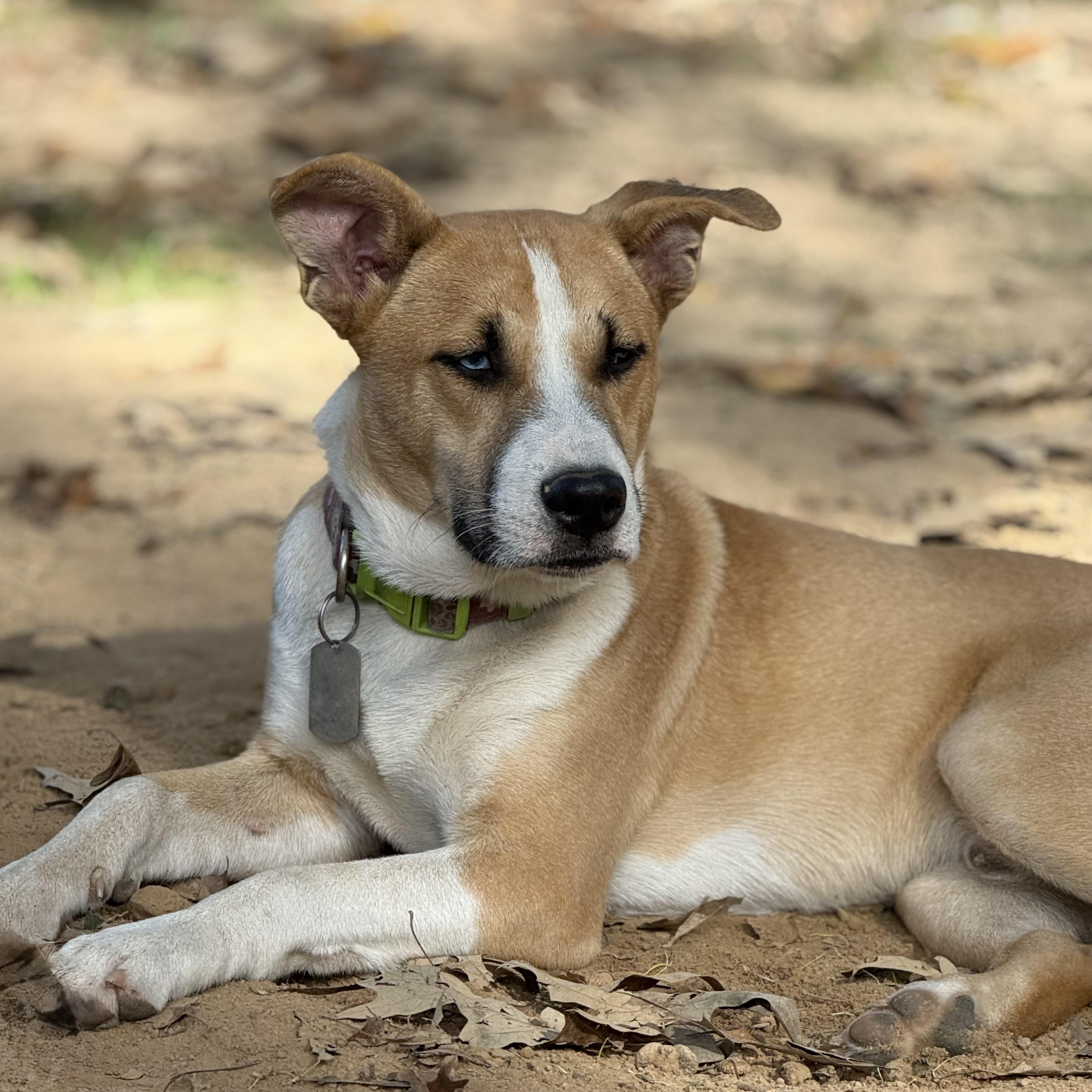 Enlarge Sweet Potato, a Adoptable mixed breed in Fishkill, NY image 4/5