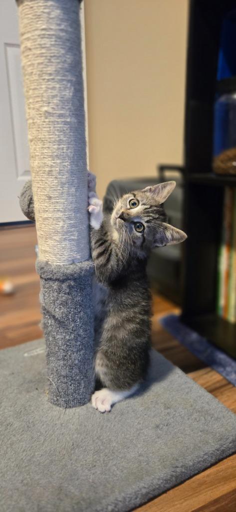 DaVinci, Adoptable, Kitten Male Domestic Medium Hair.