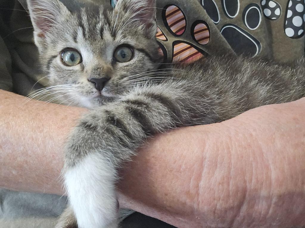Enlarge DaVinci, a Adoptable mixed breed in Newnan, GA image 3/5