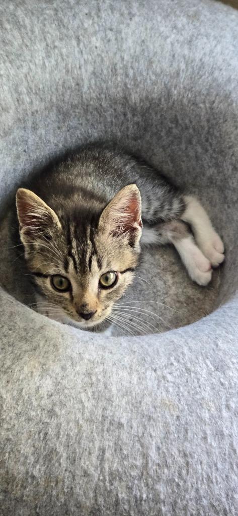 Enlarge DaVinci, a Adoptable mixed breed in Newnan, GA image 4/5