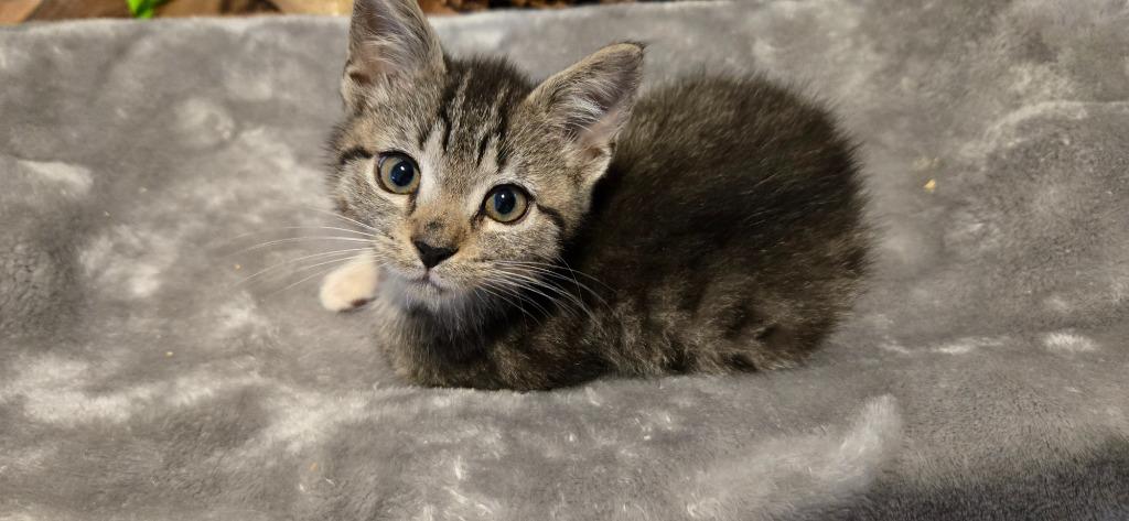 Enlarge DaVinci, a Adoptable mixed breed in Newnan, GA image 5/5