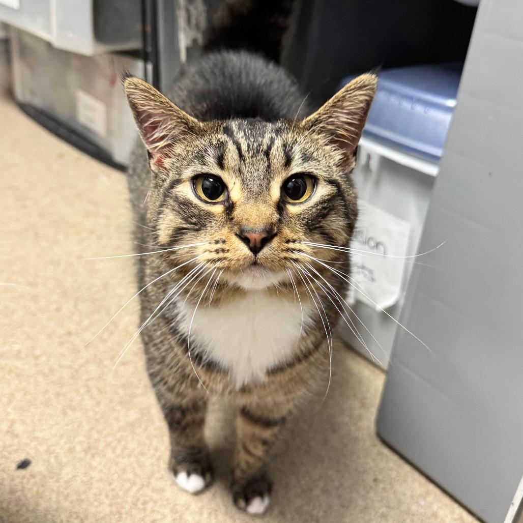Speedy, Adoptable, Adult Female Domestic Short Hair.