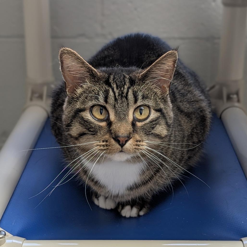 Enlarge Speedy, a Adoptable Domestic Short Hair in Brookfield, WI image 2/2