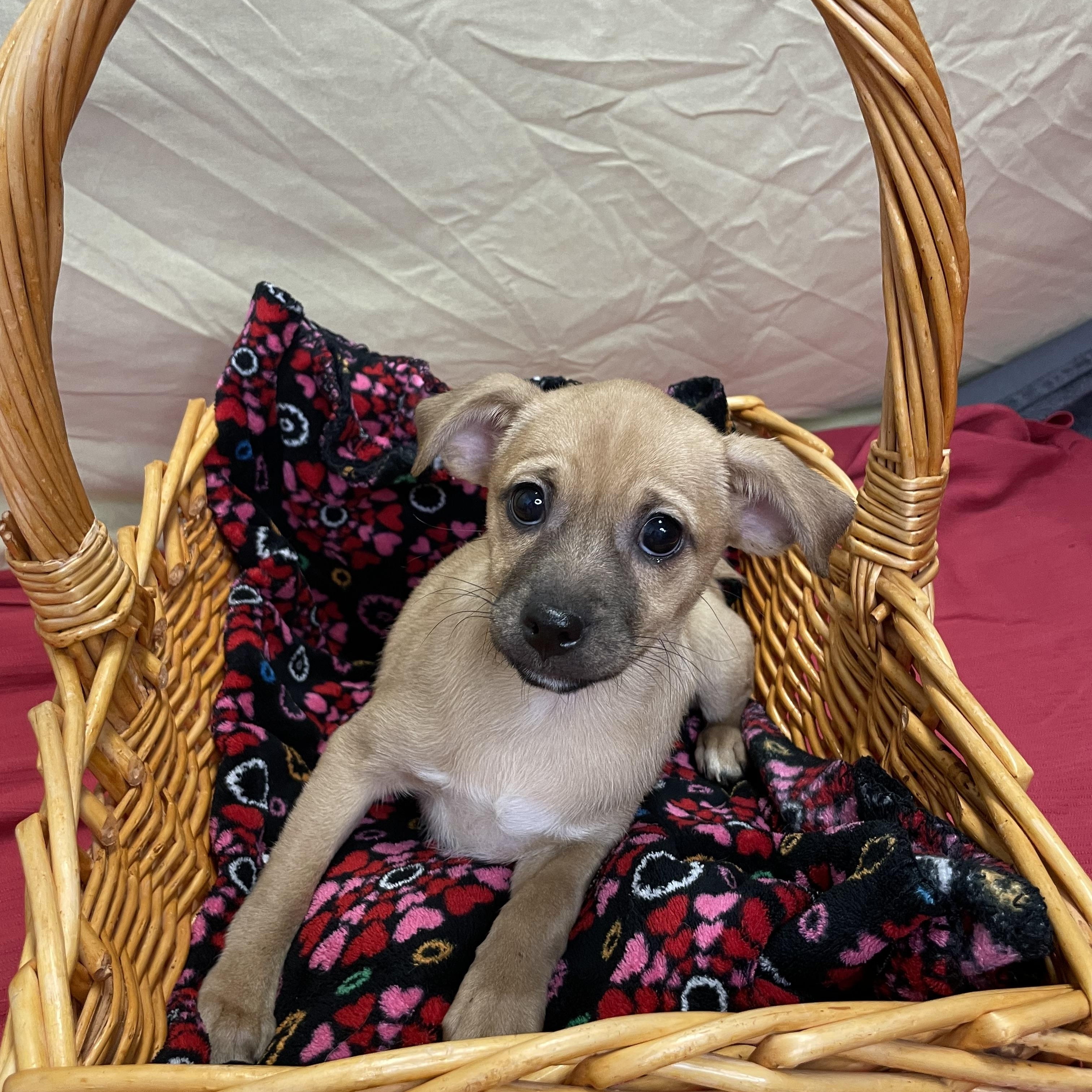 Enlarge Ellie, an adopted Mixed Breed in Lacon, IL image 6/6