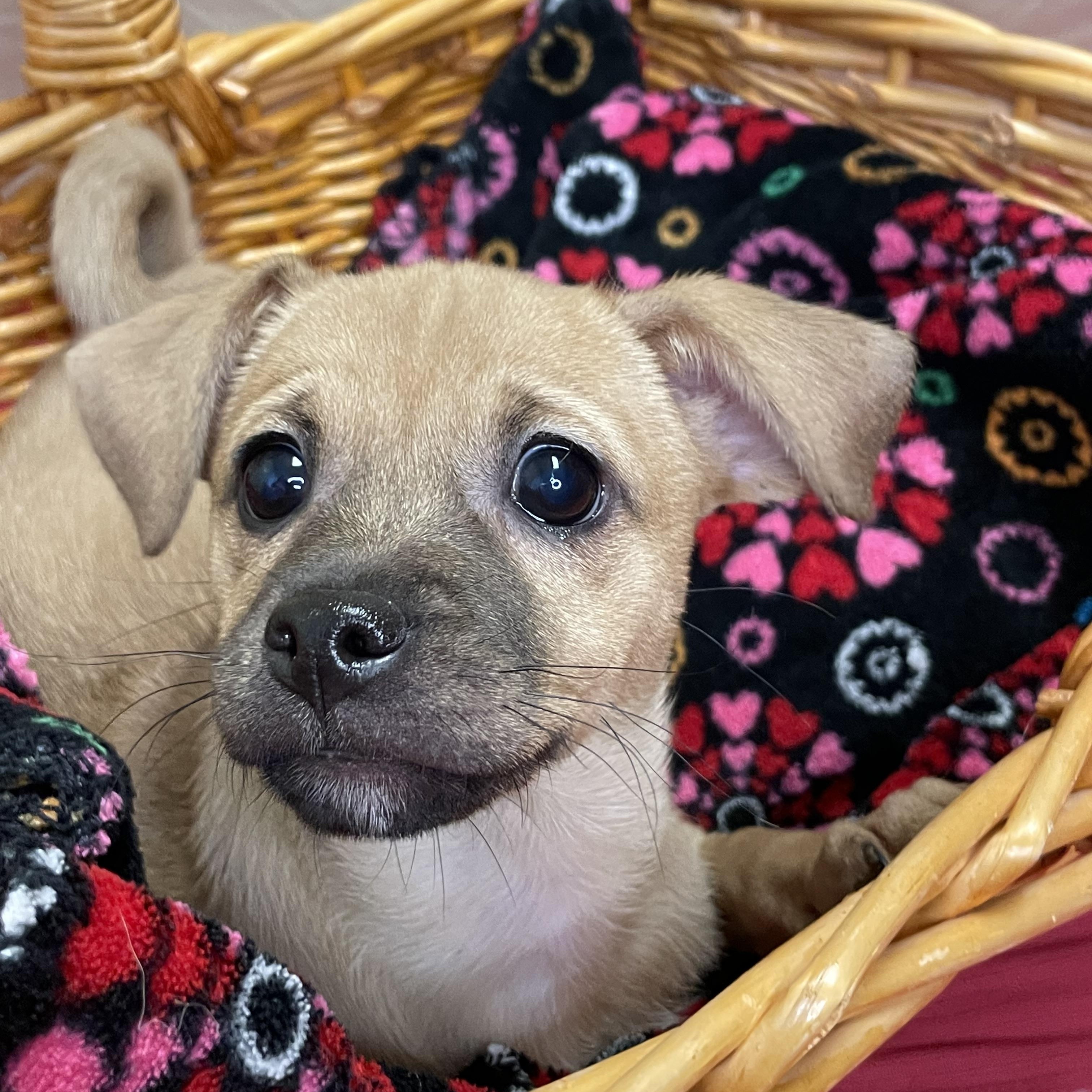 Enlarge Ellie, an adopted Mixed Breed in Lacon, IL image 2/6