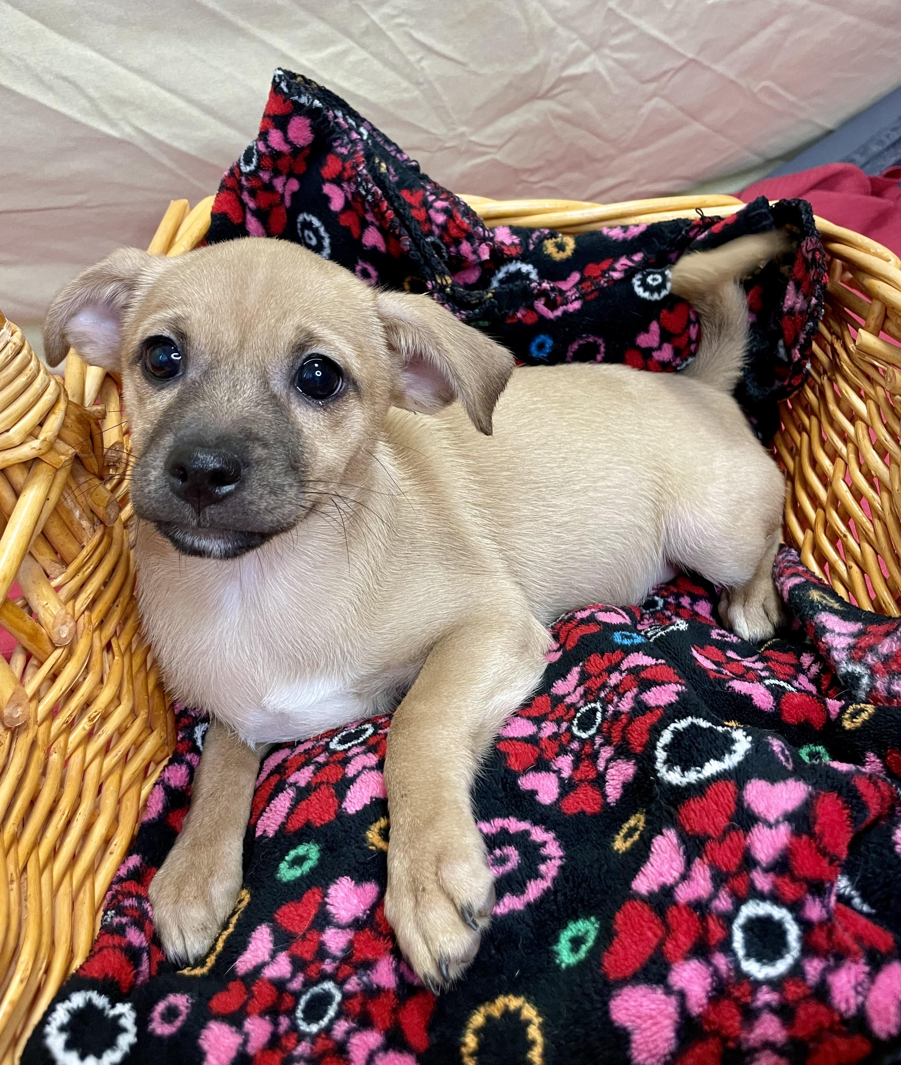 Enlarge Ellie, an adopted Mixed Breed in Lacon, IL image 3/6