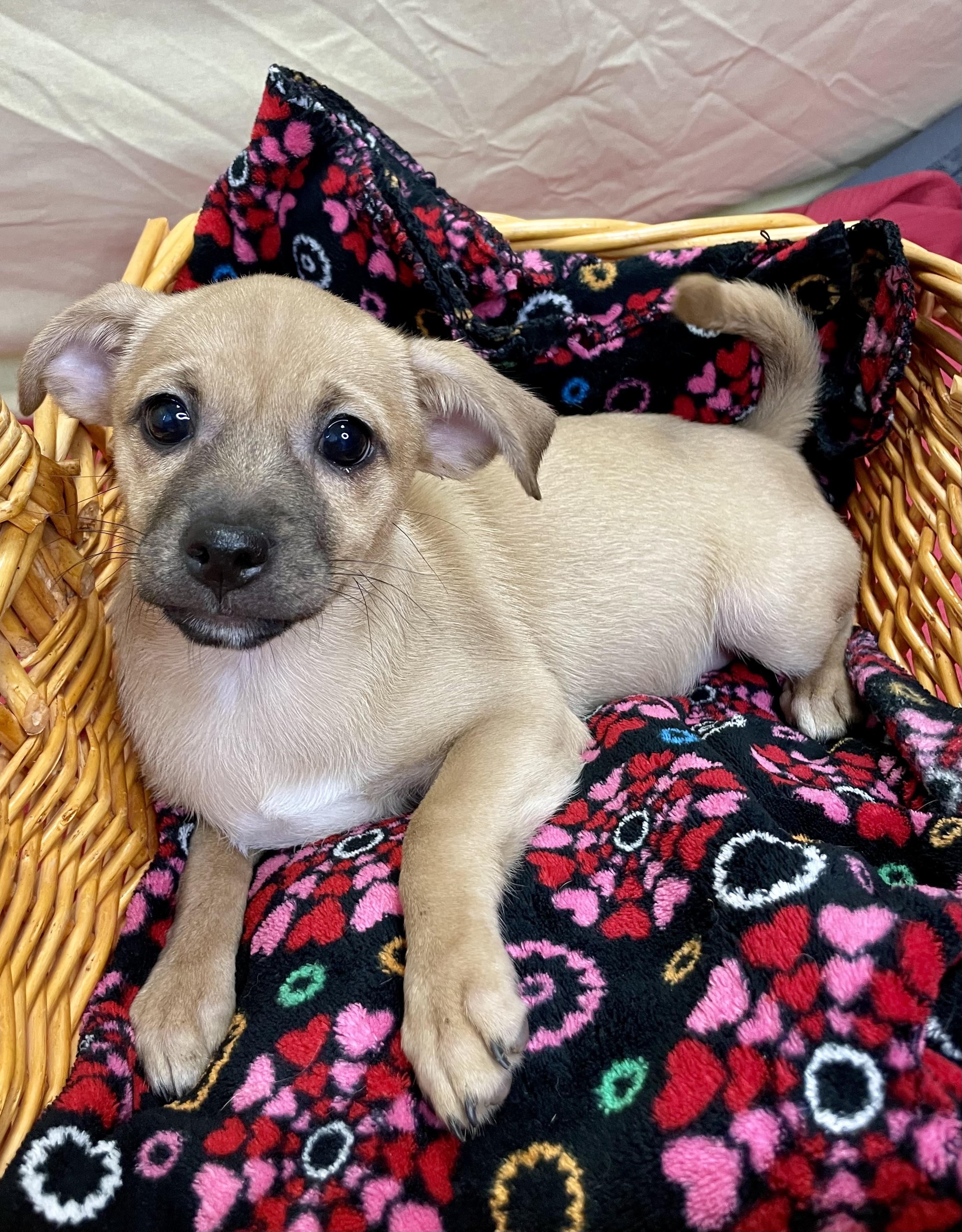 Enlarge Ellie, an adopted Mixed Breed in Lacon, IL image 5/6