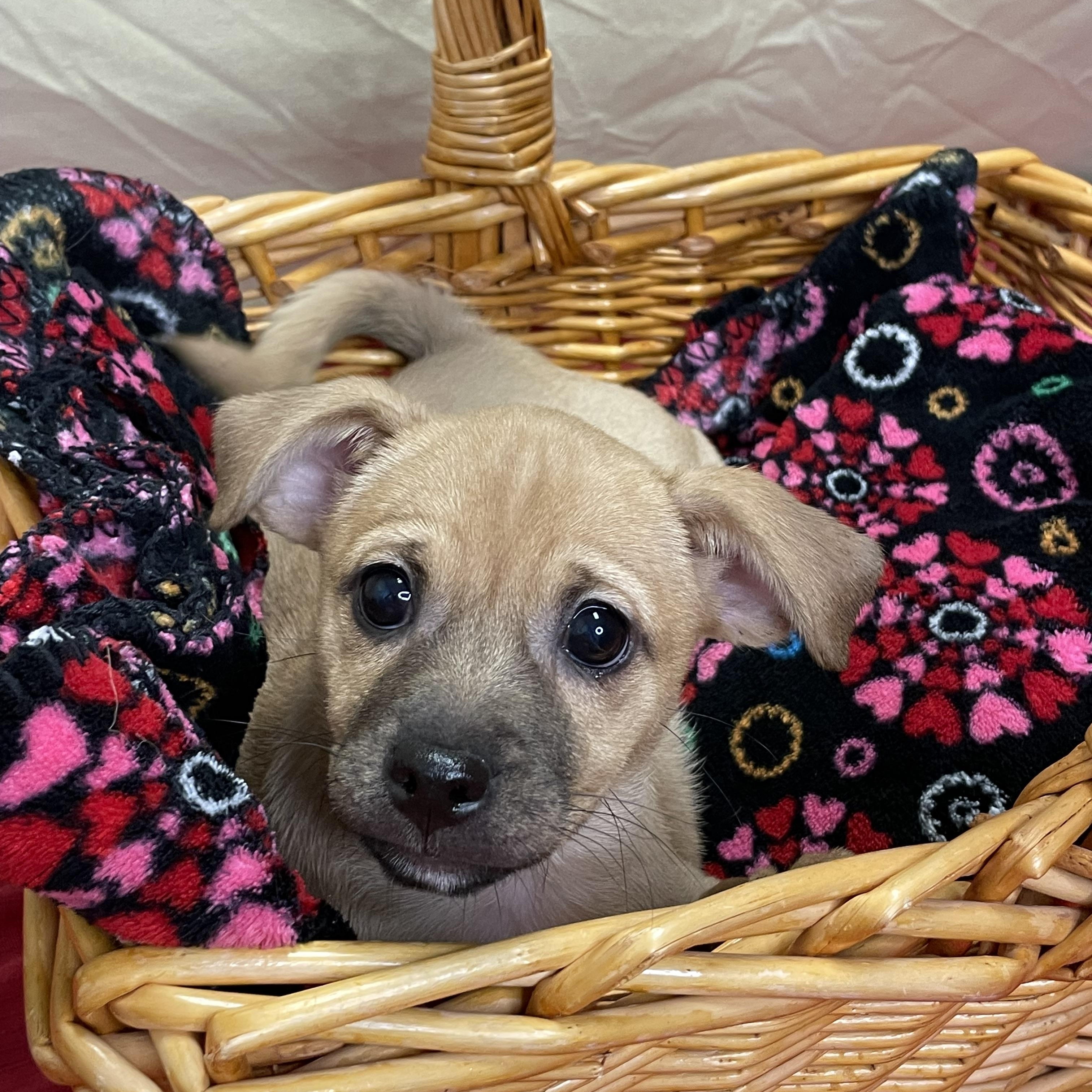 Enlarge Ellie, an adopted Mixed Breed in Lacon, IL image 4/6