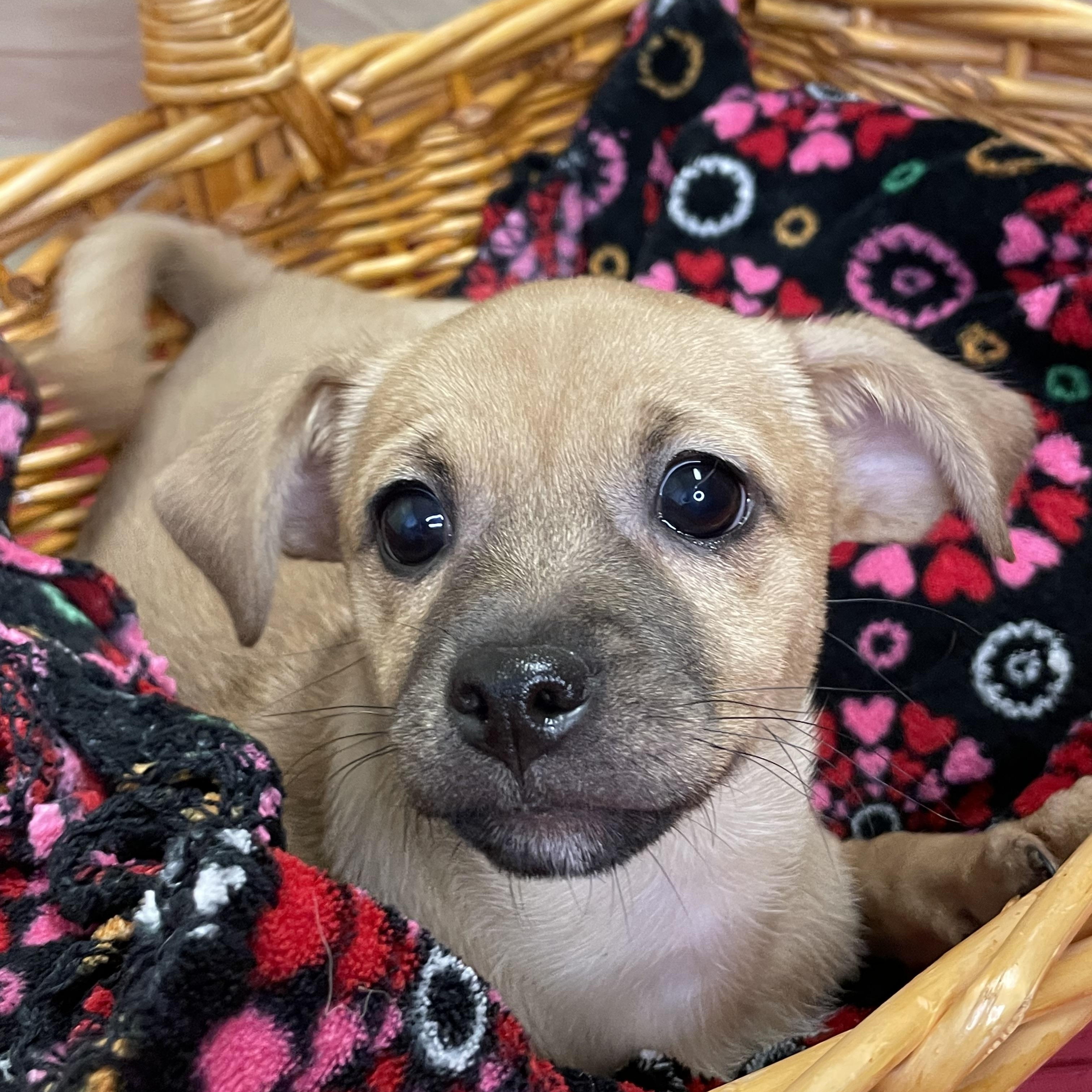 Ellie, adopted, Puppy Female Mixed Breed.