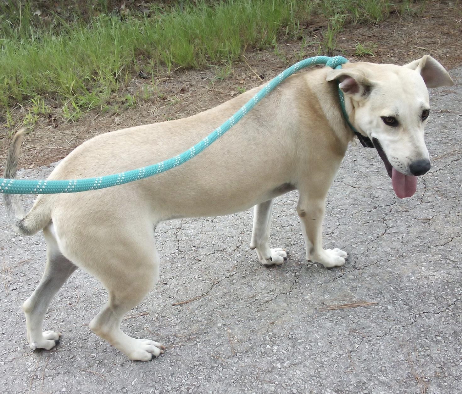 Enlarge Bono, a Adoptable mixed breed in Columbia, LA image 4/5