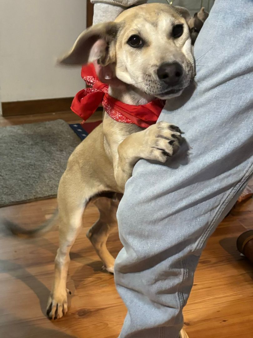 Bono, an adoptable Mixed Breed in Columbia, LA, 71418 | Photo Image 5