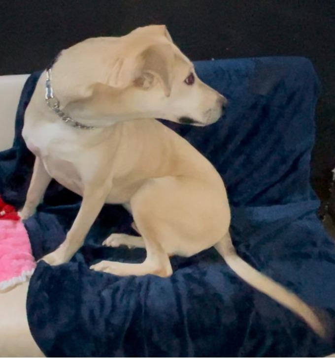 Enlarge Bono, a Adoptable mixed breed in Columbia, LA image 5/5