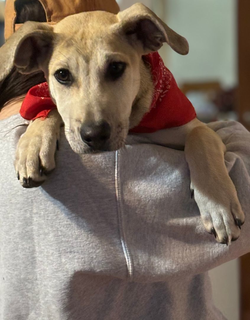 Bono, an adoptable Mixed Breed in Columbia, LA, 71418 | Photo Image 6