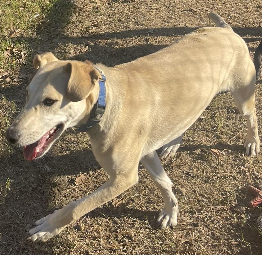 Bono, Adult Male Mixed Breed