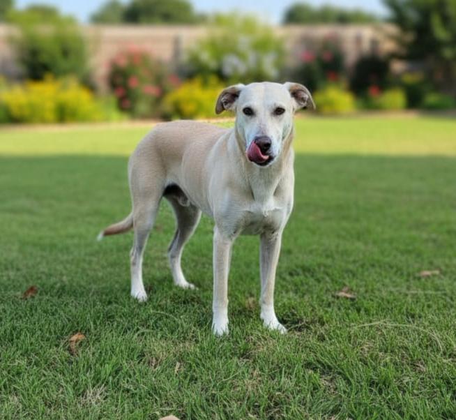 Enlarge Bono, a Adoptable mixed breed in Columbia, LA image 1/6