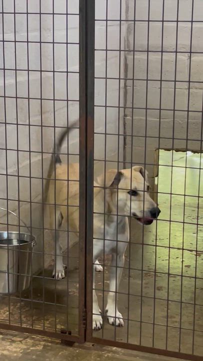 Enlarge Bono, a Adoptable mixed breed in Columbia, LA video 3/5
