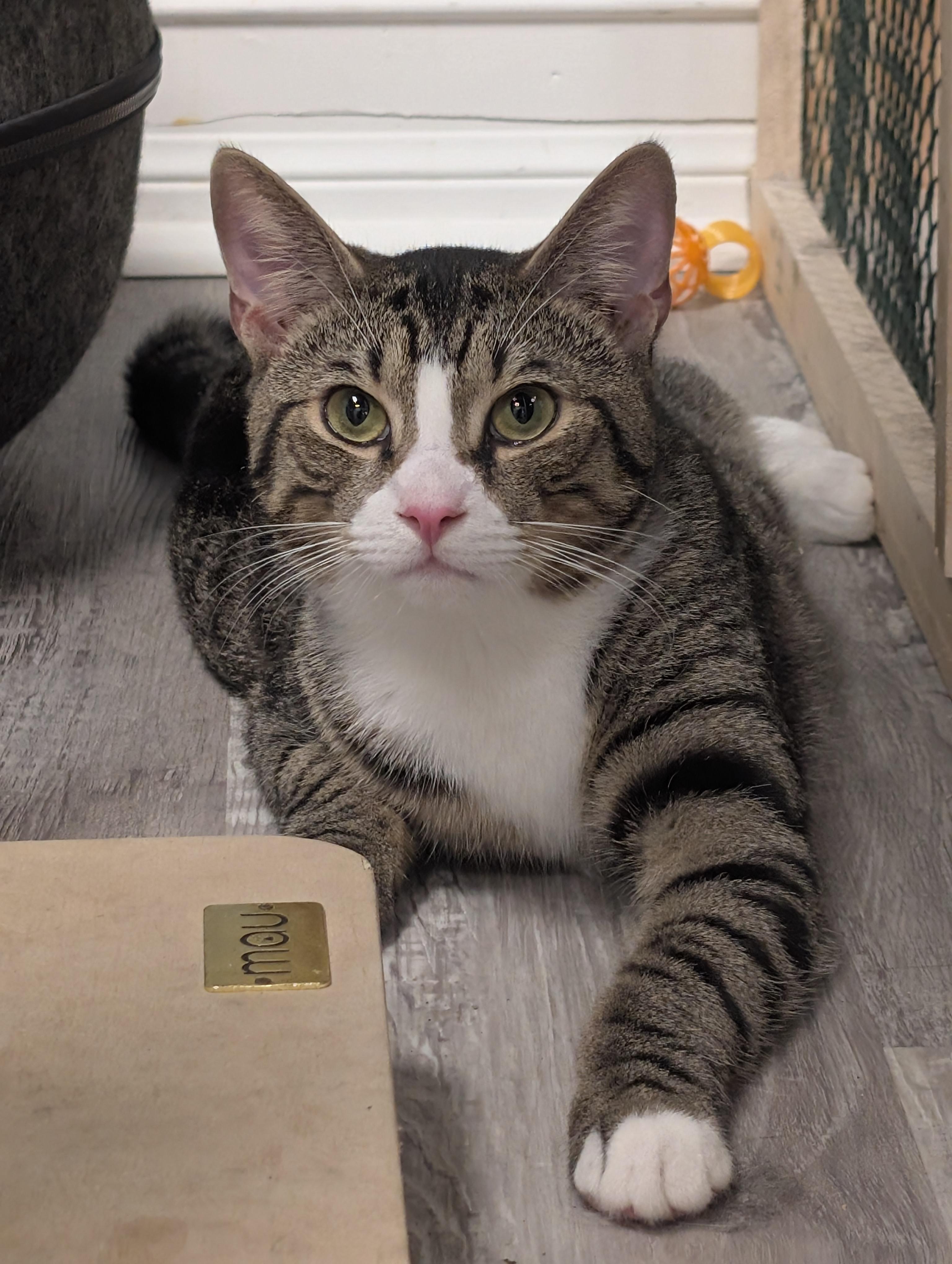 Enlarge Laurel, a ADOPTABLE Domestic Short Hair in Palm Harbor, FL image 1/3