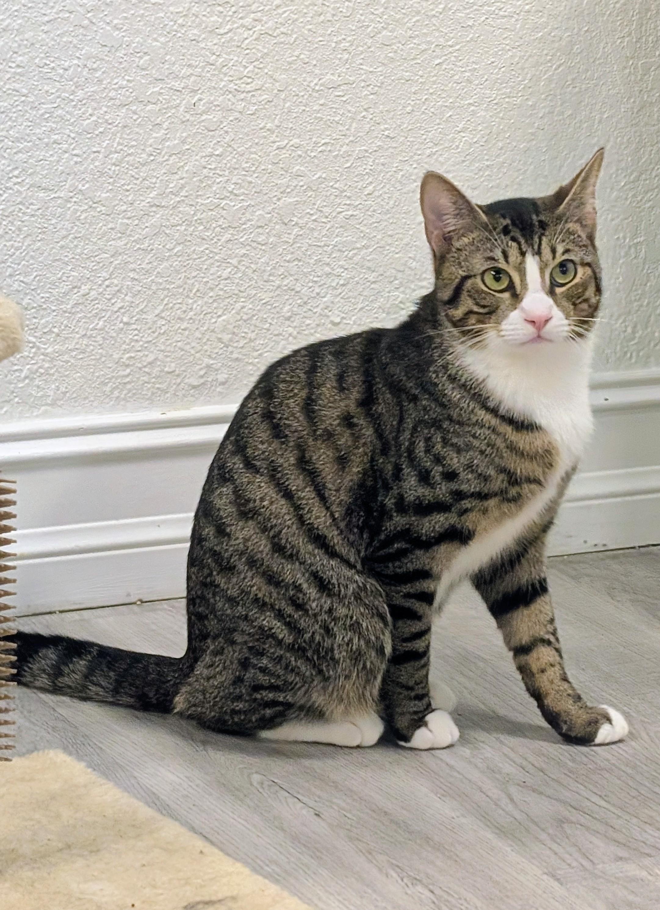 Enlarge Laurel, a ADOPTABLE Domestic Short Hair in Palm Harbor, FL image 2/3