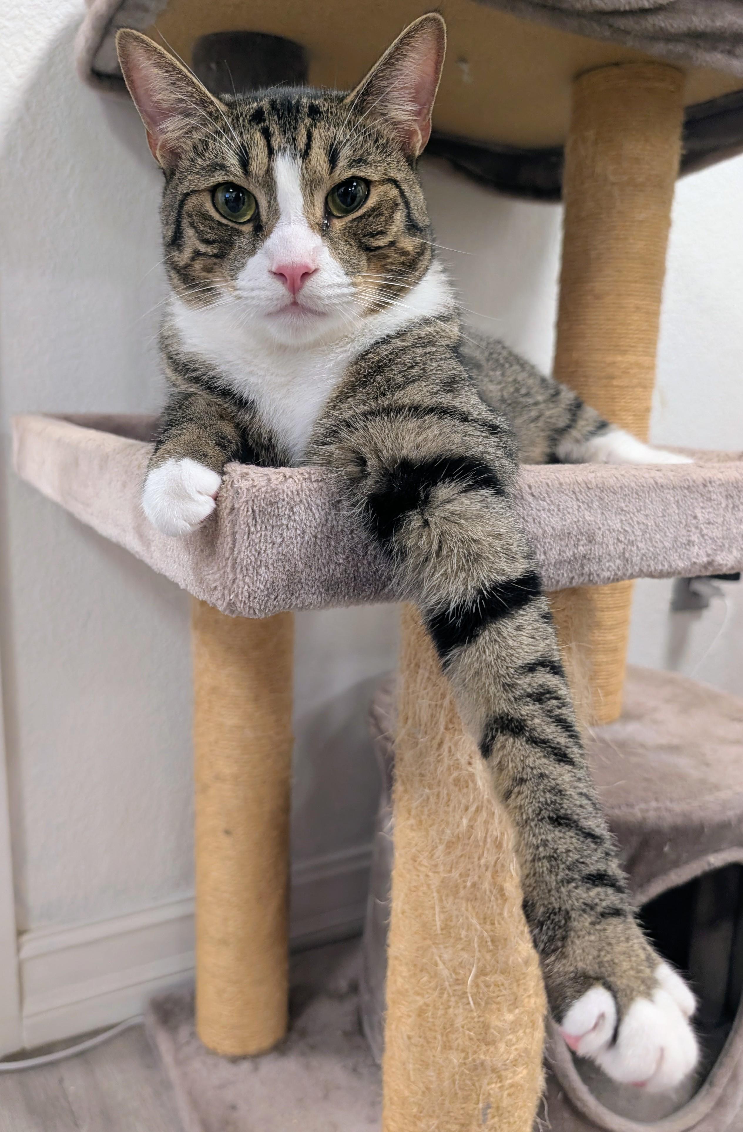 Laurel, ADOPTABLE, Young Male Domestic Short Hair.